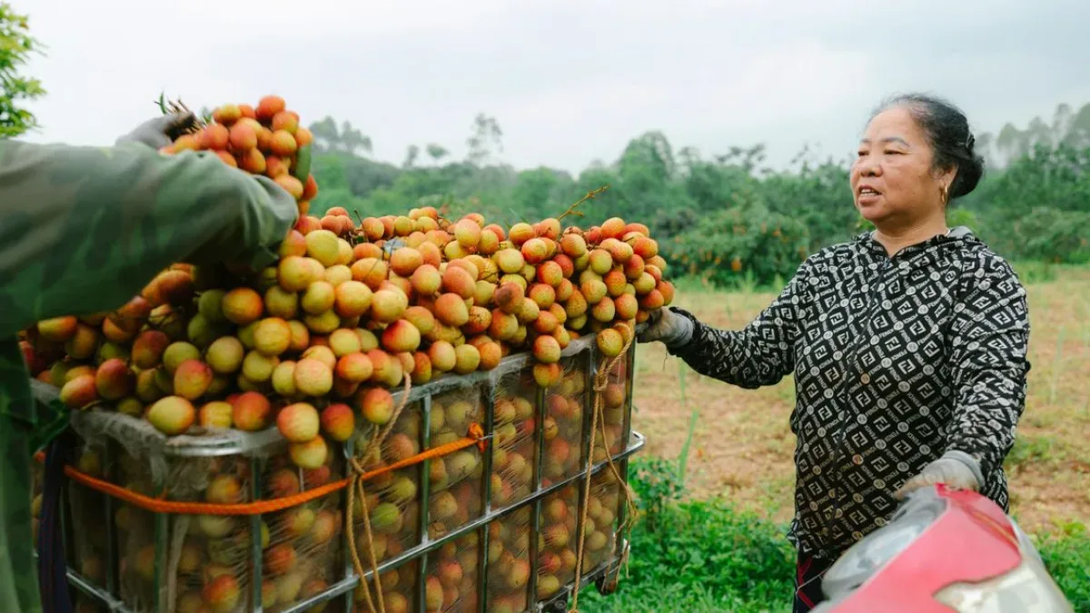 Ağaç Hasadı: 3500 Lira Kilosu ile Yüksek Taleple Karşılaşıyor