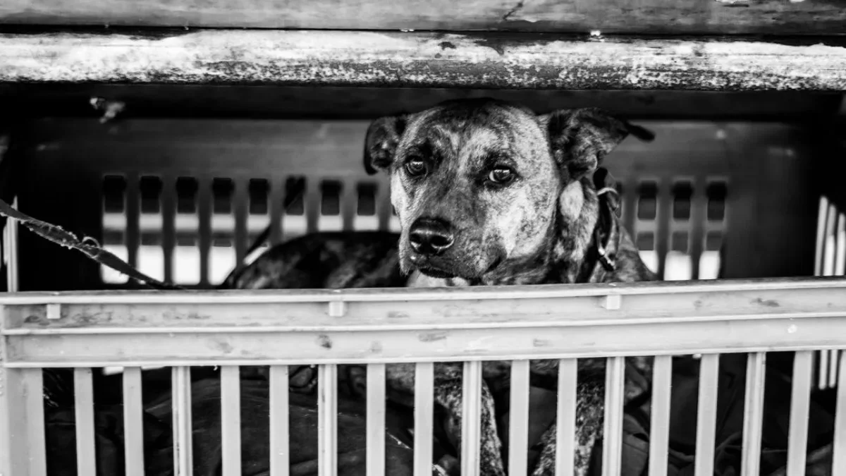 Çocuklara Hediye Edilen Köpekler Sokaklarda Terk Ediliyor