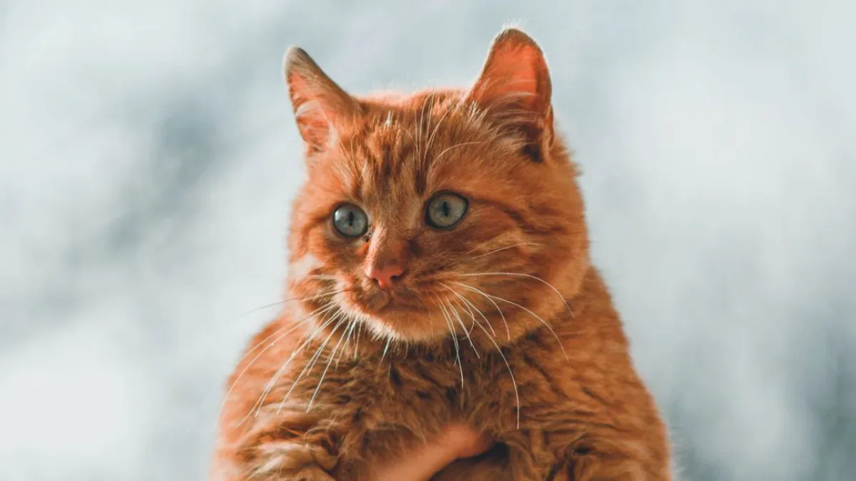 Cezaevine Uyuşturucu Taşıyan Kedi, Yetkililer Tarafından Yakalandı