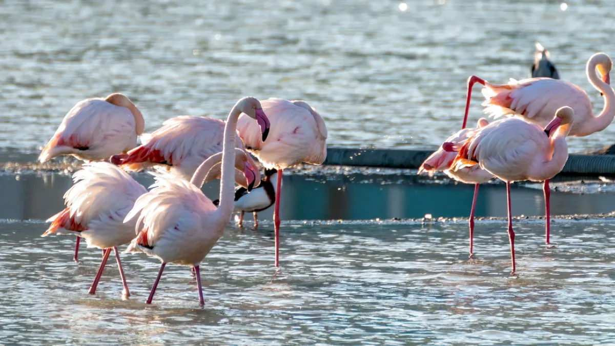 Tuz Gölü'nde 12.800 flamingo yavrusu kuluçkadan çıktı