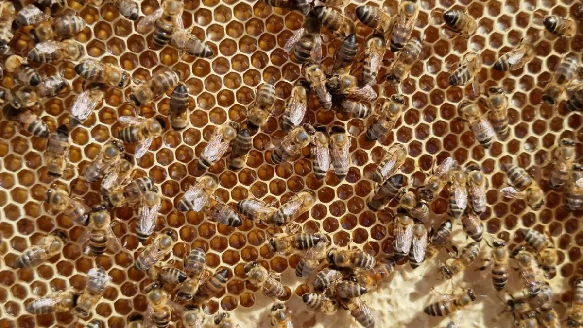 Doğaya Salınan 180 Bin Arı, Ekosistemi Destekleme Amacı Taşıyor
