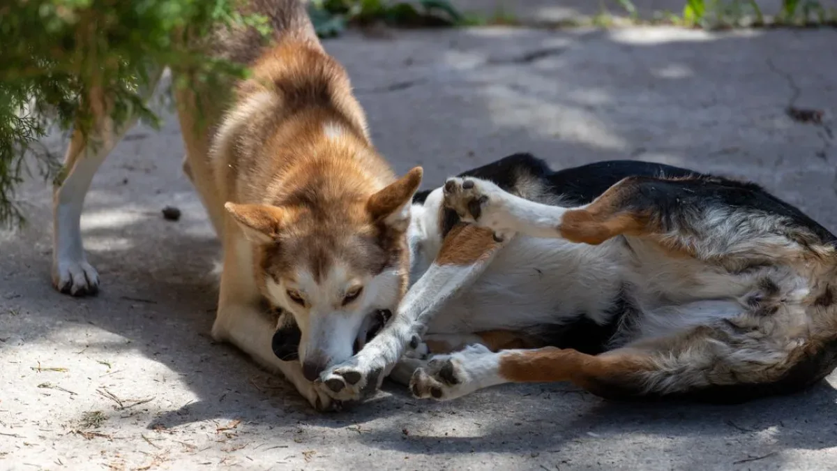 Beyoğlu'nda Pitbull Kavgası: Sahibine Bıçakla Saldırı Gerçekleşti